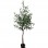 OLIVE TREE NP4817_160_22   ΥΨΟΣ 160cm NewPlan