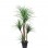 DRACAENA  NP_28_155  ΥΨΟΣ 155cm NewPlan