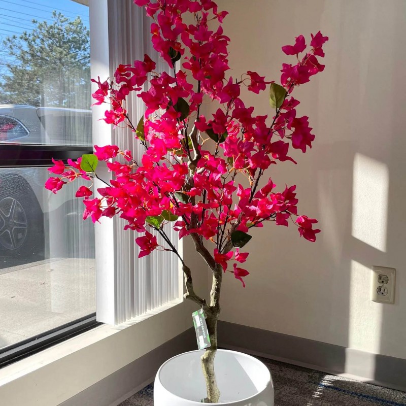 BOUGAINVILLEA  NP_70_120  ΥΨΟΣ 120cm NewPlan