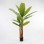 Διακοσμητικό φυτό σε γλάστρα Banana Tree Inart πράσινο Φ53x190εκ