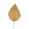 Διακοσμητικό φύλλο Walsy Inart palm leaf σε φυσική απόχρωση Υ135 εκ