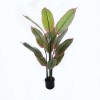 Διακοσμητικό φυτό σε γλάστρα Calathea Inart πράσινο Φ68x120εκ