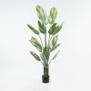 Διακοσμητικό φυτό σε γλάστρα Aglaonema Inart πράσινο Φ80x150εκ