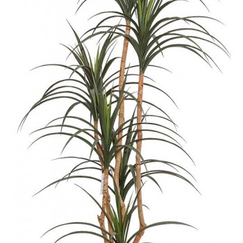 DRACAENA  NP_325_180  ΥΨΟΣ 180cm NewPlan