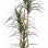 DRACAENA  NP_325_180  ΥΨΟΣ 180cm NewPlan