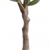 OLIVE TREE NP439_150  ΥΨΟΣ 150cm NewPlan