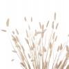 ΔΙΑΚΟΣΜΗΤΙΚΟ ΜΠΟΥΚΕΤΟ ΑΠΟΞΗΡΑΜΕΝΟ HM7959 RABBIT TAIL- CREAM 50gr 76Υεκ.
